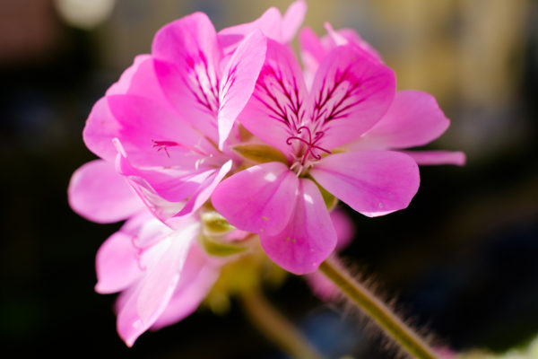 Geranium Oil – Chinese